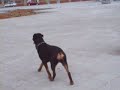 Rocky Run - Hayvan Videoları