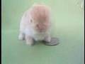 Tiny Mini Lop