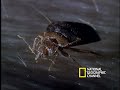 Bed Bugs Bed Bugs