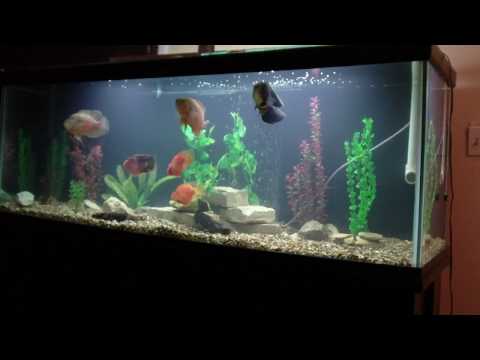 how to grow oscar faster