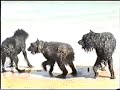 Bouvier des Flandres : Wim en Uwe in Spanje Bouvier des Flandres : Wim en Uwe in Spanje
