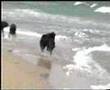 Bouvier-des-Flandres