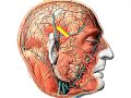 Regio temporalis Regio temporalis
