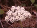 Cantal flore Cantal flore