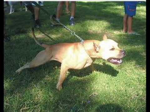 pitbul
