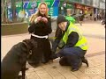Lindo Perro se hace Popo en un Supermercado