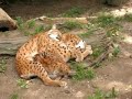 Spooning cats at the Alpenzoo Spooning cats at the Alpenzoo