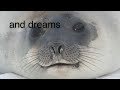 Over 1 million seals slaughtered over the past 3 years Over 1 million seals slaughtered over the past 3 years