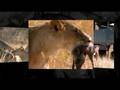 Africa video created on animoto.com website