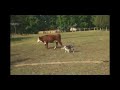 Blue the Border Collie while herding cattle