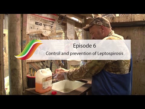 how to control leptospirosis