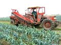 same saturno harvesting leek