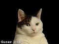 Kitty Cat Song