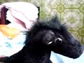 ~*~ Help Donkeys ~*~