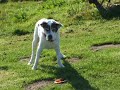 my 14 year old boxer/lab