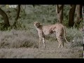 Cheetahs: Against All Odds