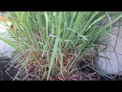 how to fertilize lemongrass