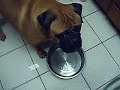 Figured out how to get Baby the Bullmastiff to drink water!