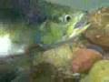 st.marys river pink salmon underwater release