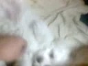 Meu filhote pequininho
