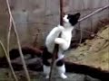 kot tanczy na rurze
