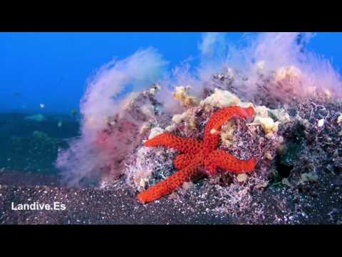 La Restinga -  El Hierro - Canarias - LANDIVE.ES
