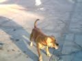 el 3 er video de la famosa perra lola futbolista el 3 er video de la famosa perra lola futbolista