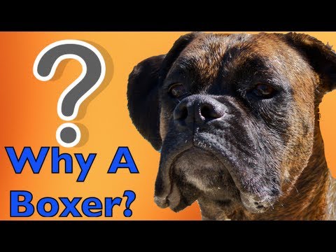 boxer
