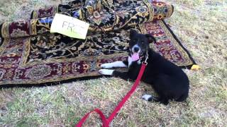 Chloe's Journey San Fernando Valley Los Angeles Refine Your K9 Dog Training