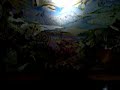 ALLMAN BROTHERS BAND \"Blue Sky\" Purple Rocks Vintage