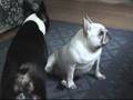 French Bulldog, Elmira, and Leviticus share an odd moment
