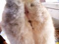 les-poules-et-les-fermieres.html