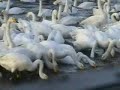 Whooper Swan 366