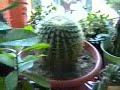 Succulent Plants - Piante Grasse Succulent Plants - Piante Grasse