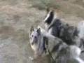Shelties pulling Wagon