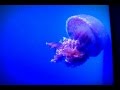 涼しげなくらげ(沖縄美ら海水族館）