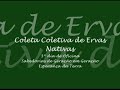 Coleta Coletiva de Evas Tradcionais