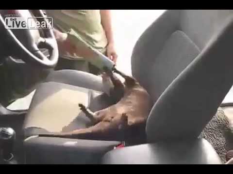 OTTER