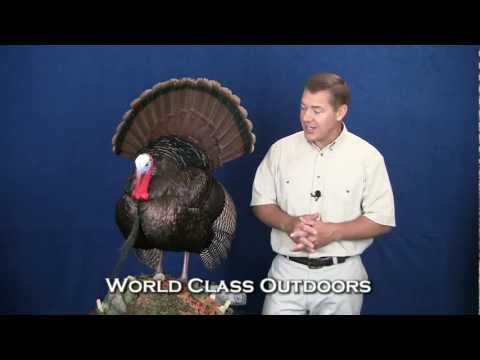 how to whiten turkey spurs