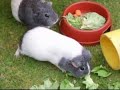 Guinea Pigs Eating