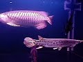 Asian Arowana RTG, Peacock Bass (monoculus), Florida Gar etc Asian Arowana RTG, Peacock Bass (monoculus), Florida Gar etc