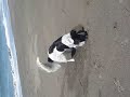 Otis & Isis at the beach