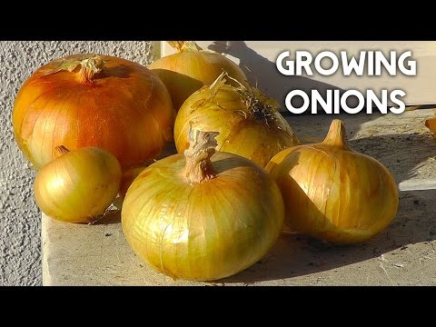 how to harvest small onions