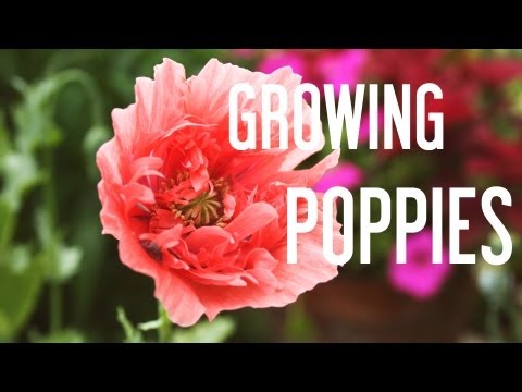 how to grow poppies from seed