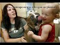 Pitbull, animal dom�stico