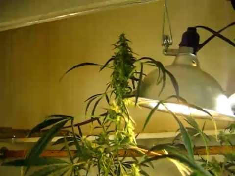 how to grow purple og