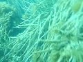 Freediving at illetes beach in palma de mallorca