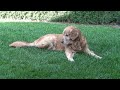 Tiber Dog