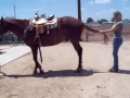 \"DRY AS SMOKE\" supergentlehorses.com Gilbert, AZ \"DRY AS SMOKE\" supergentlehorses.com Gilbert, AZ