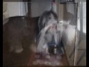 Zacharias de Un Rebaño Escoces- 2da Parte